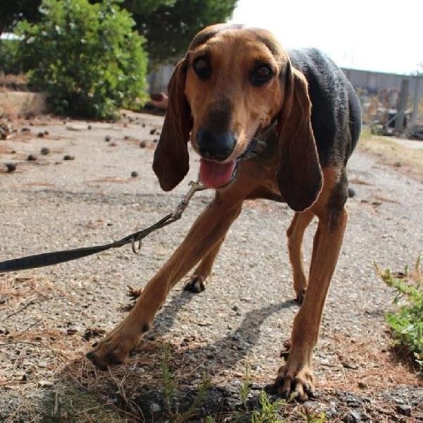 Bobo, aspetta da troppo Foto 5