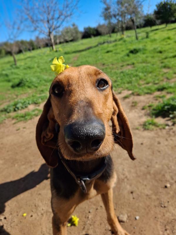 Bobo, aspetta da troppo Foto 7