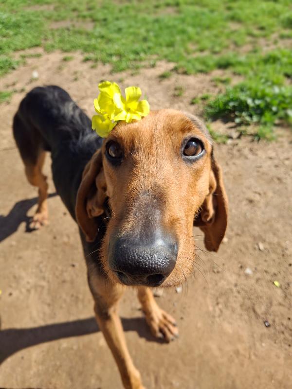 Bobo, aspetta da troppo Foto 8