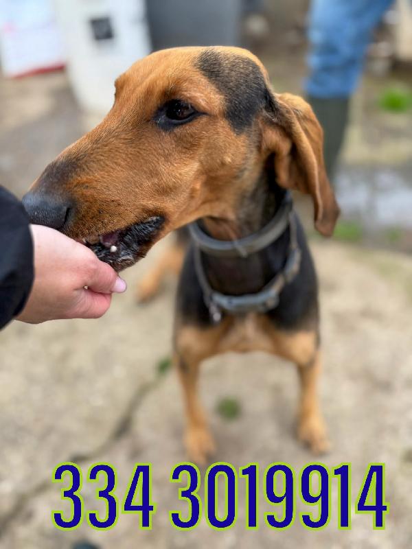 Bobo... Aspetta un lieto fine Foto 3