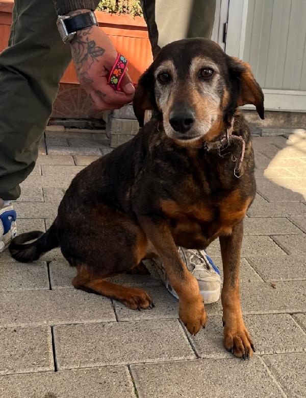 CAGNOLINE METICCE Foto 2