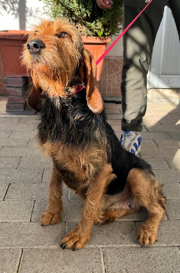 CAGNOLINE METICCE Foto 4