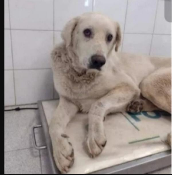 Mix Labrador Adulto Salvato Da 1Lager! Roma Sos