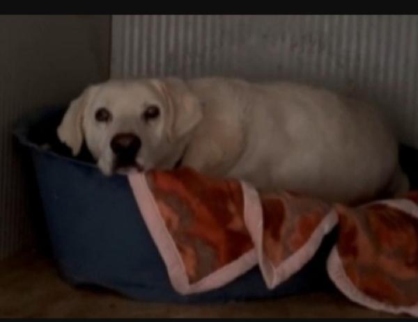 Mix Labrador adulto salvato da 1lager! ROMA SOS Foto 2