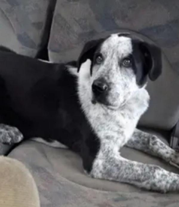 Chris 3Anni Salvato Due Anni Fa In Montagna Roma