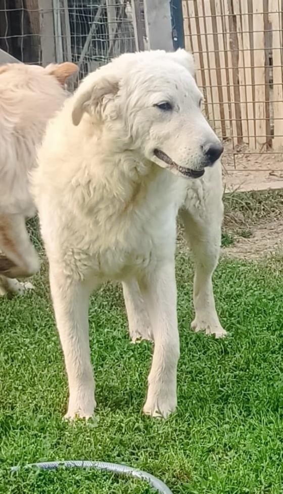 LELLO, SIMIL MAREMMANO TAGLIA RIDOTTA Foto 7