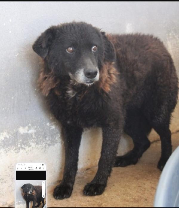 Nerina 11/12 Ipovedente Tolta Da 1Pessimo Canile.roma