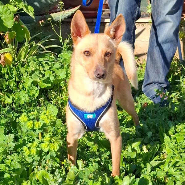 Trilly Cerca Famiglia. Info Adozione Monica 3890238584