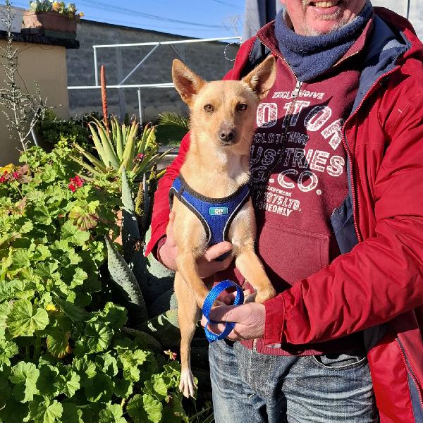 Trilly Cerca Famiglia. Info adozione Monica 3890238584 Foto 2