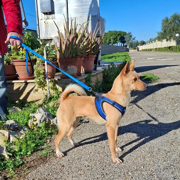 Trilly Cerca Famiglia. Info adozione Monica 3890238584 Foto 3