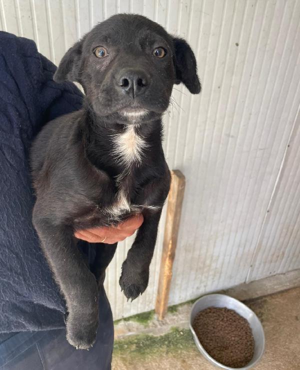 Simil Labradorino Dolcissimo Alvin