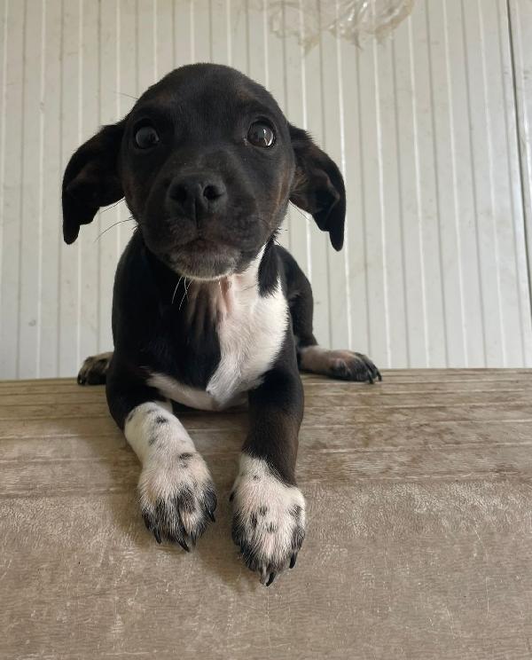 IL PICCOLO LEON Foto 5