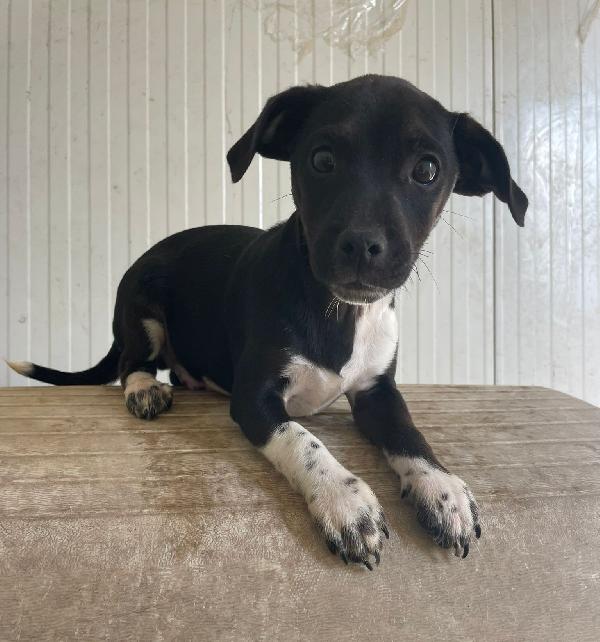 IL PICCOLO LEON Foto 6