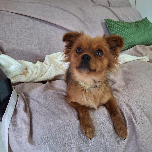 Cinzia 2/3 Anni 5 Kg