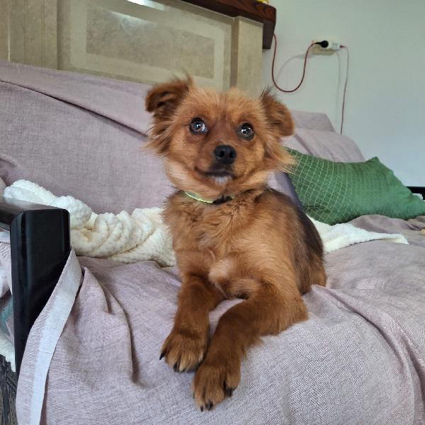 Cinzia 2/3 anni 5 kg Foto 2