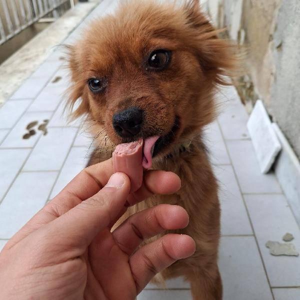 Cinzia 2/3 anni 5 kg Foto 3