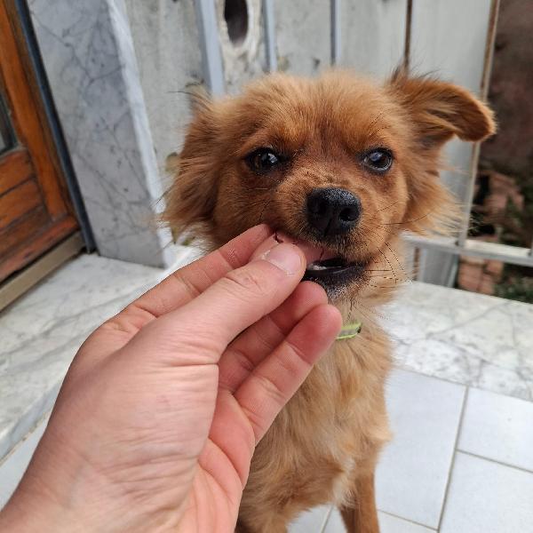 Cinzia 2/3 anni 5 kg Foto 4