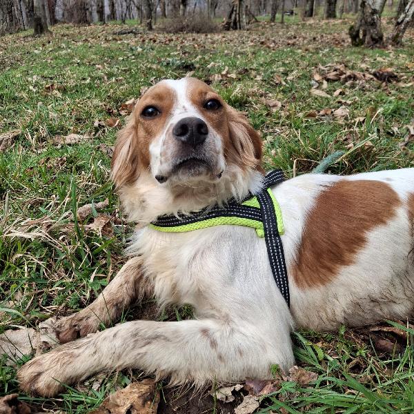 Biagio, 1 Anno 15 Kg Mix Breton