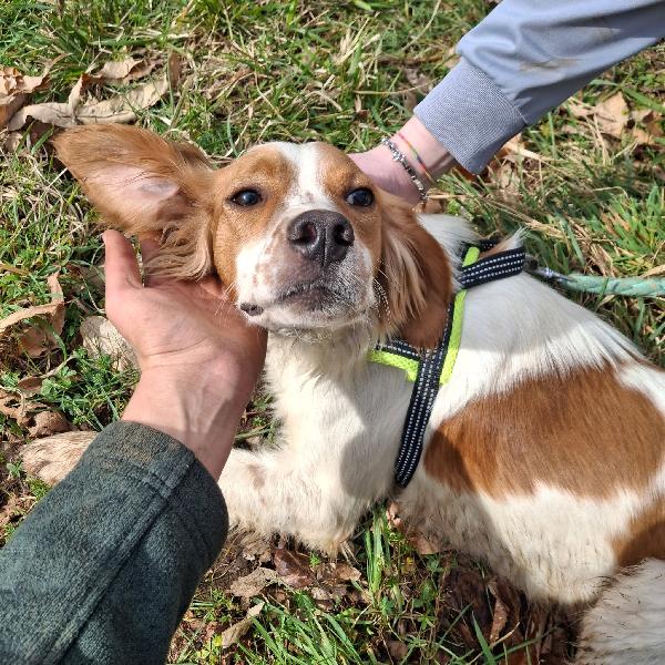 Biagio, 1 anno 15 kg mix breton Foto 2
