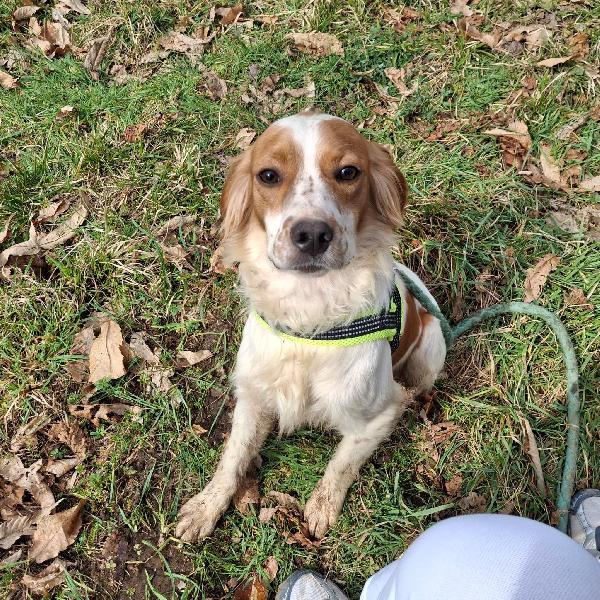 Biagio, 1 anno 15 kg mix breton Foto 4