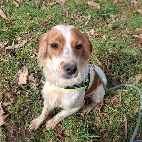 Biagio, 1 anno 15 kg mix breton Foto 5