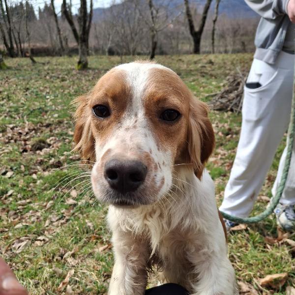 Biagio, 1 anno 15 kg mix breton Foto 6