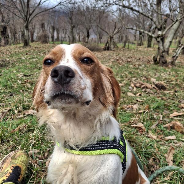 Biagio, 1 anno 15 kg mix breton Foto 7