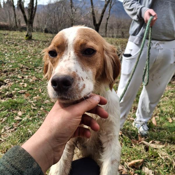 Biagio, 1 anno 15 kg mix breton Foto 8