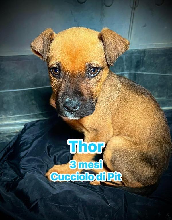 Cuccioli Di Pitbull In Regalo 