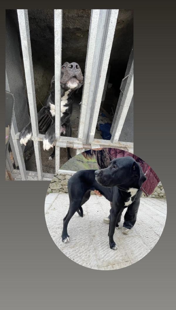 Cloe’ Cucciola Incrocio Alano Che Ama I Gatti