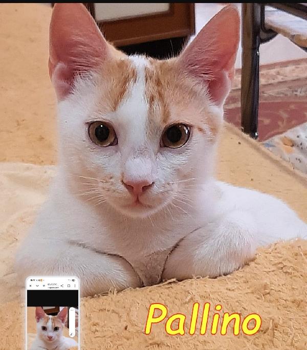 2mici bianchi/rossi 9mesi MON TROVANO CASA.ROMA Foto 3