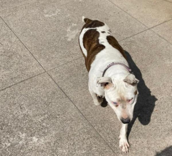 Sioux Pitbull salvata conciata anni fa..CREMONA Foto 2