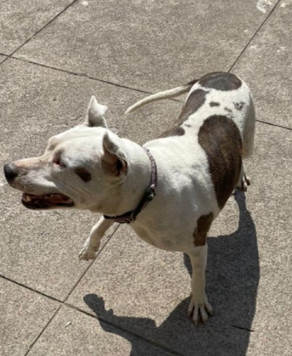 Sioux Pitbull salvata conciata anni fa..CREMONA Foto 6