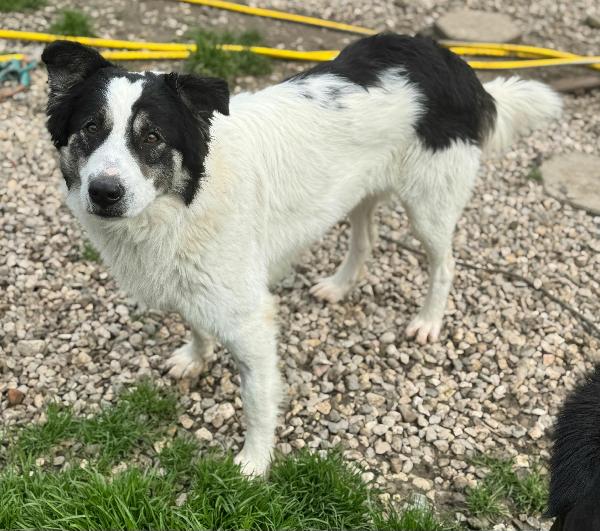 Aurelio 1 anno taglia media  Foto 3