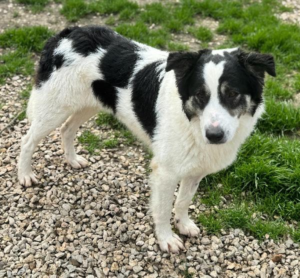 Aurelio 1 anno taglia media  Foto 4