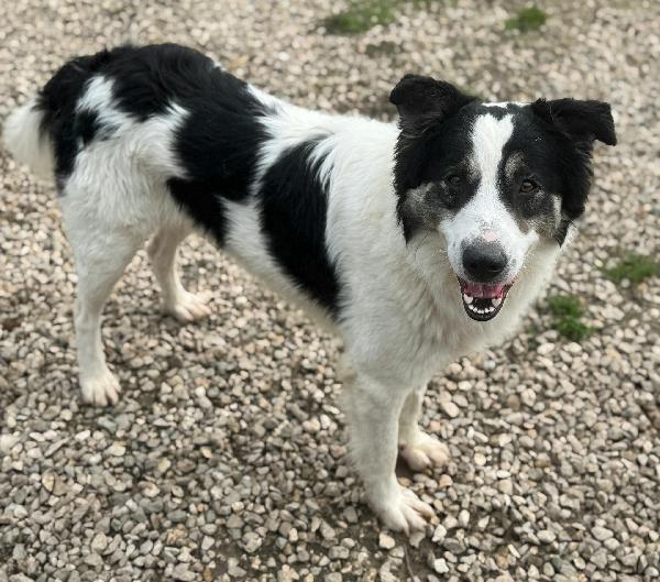 Aurelio 1 anno taglia media  Foto 5