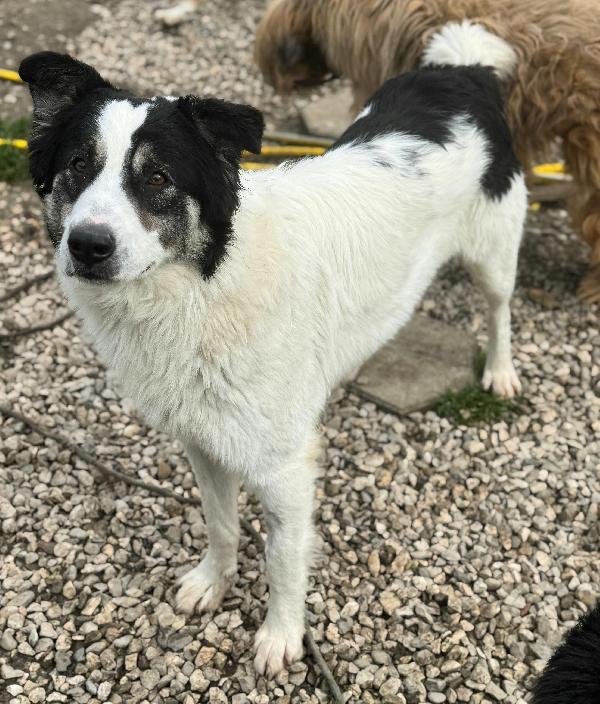 Aurelio 1 anno taglia media  Foto 6