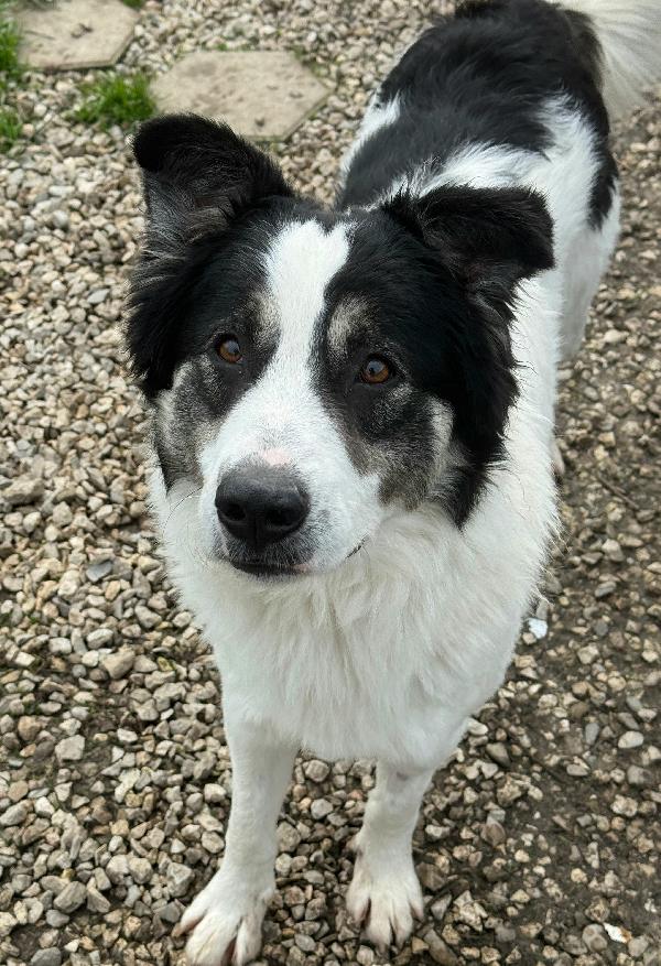 Aurelio 1 anno taglia media  Foto 7