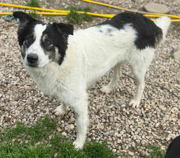 Aurelio 1 anno taglia media  Foto 8