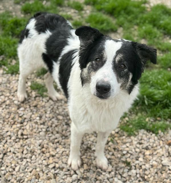 Aurelio 1 anno taglia media  Foto 9