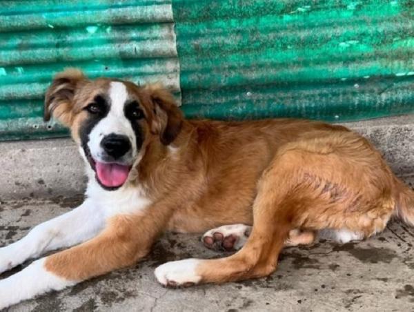 Tobia 2anni e 1/2,bello,buono,invisibile SICILIA Foto 6