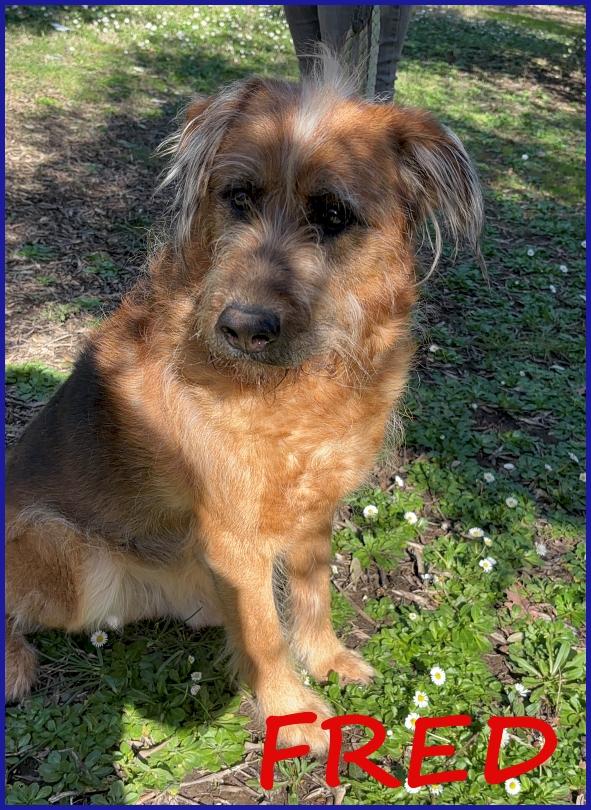 Fred Flinstones, Salvato Da Un Canile, Il Suo Ciuffo Biondo Conquista Tutti!