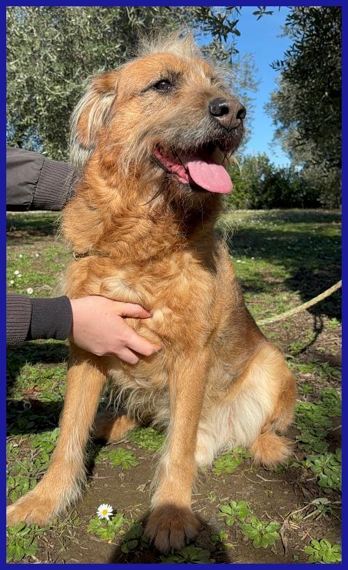 FRED FLINSTONES, SALVATO DA UN CANILE, IL SUO CIUFFO BIONDO CONQUISTA TUTTI! Foto 2