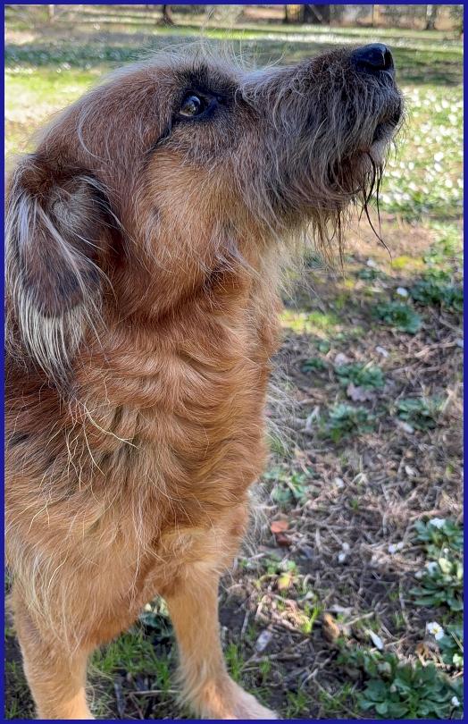 FRED FLINSTONES, SALVATO DA UN CANILE, IL SUO CIUFFO BIONDO CONQUISTA TUTTI! Foto 3