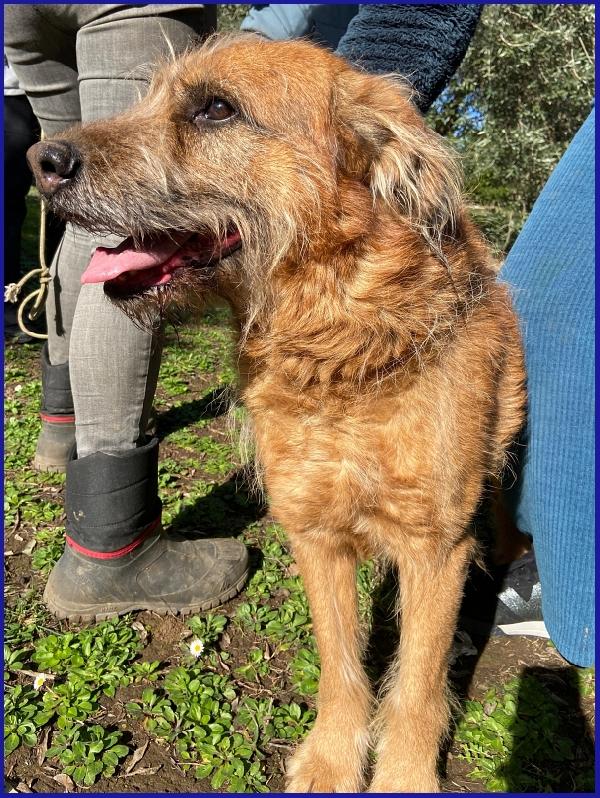 FRED FLINSTONES, SALVATO DA UN CANILE, IL SUO CIUFFO BIONDO CONQUISTA TUTTI! Foto 4