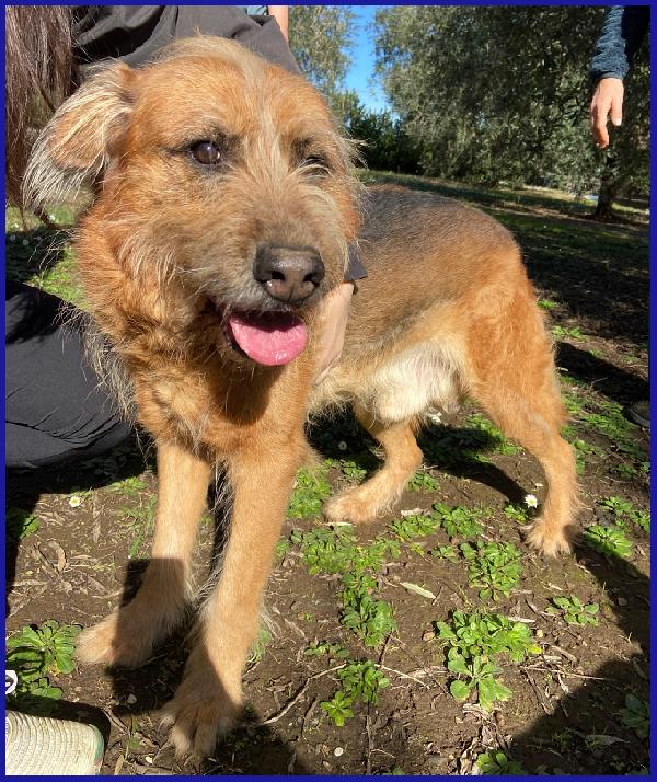 FRED FLINSTONES, SALVATO DA UN CANILE, IL SUO CIUFFO BIONDO CONQUISTA TUTTI! Foto 5