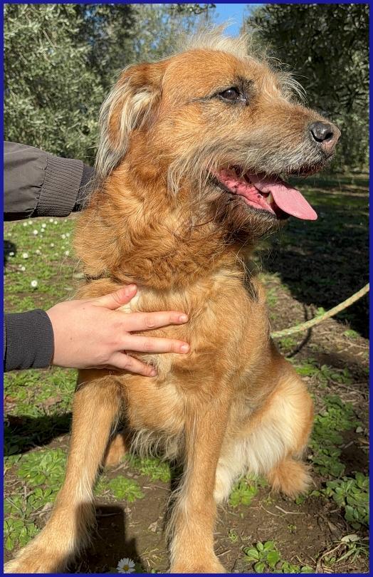 FRED FLINSTONES, SALVATO DA UN CANILE, IL SUO CIUFFO BIONDO CONQUISTA TUTTI! Foto 6