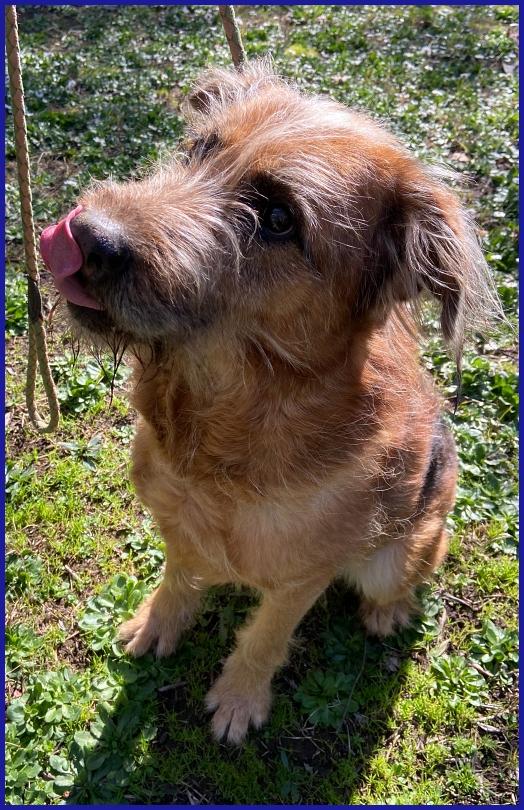 FRED FLINSTONES, SALVATO DA UN CANILE, IL SUO CIUFFO BIONDO CONQUISTA TUTTI! Foto 8