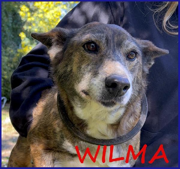 Wilma Flinstones, Nonnina Tigrata Recuperata Da Un Canile In Emergenza!