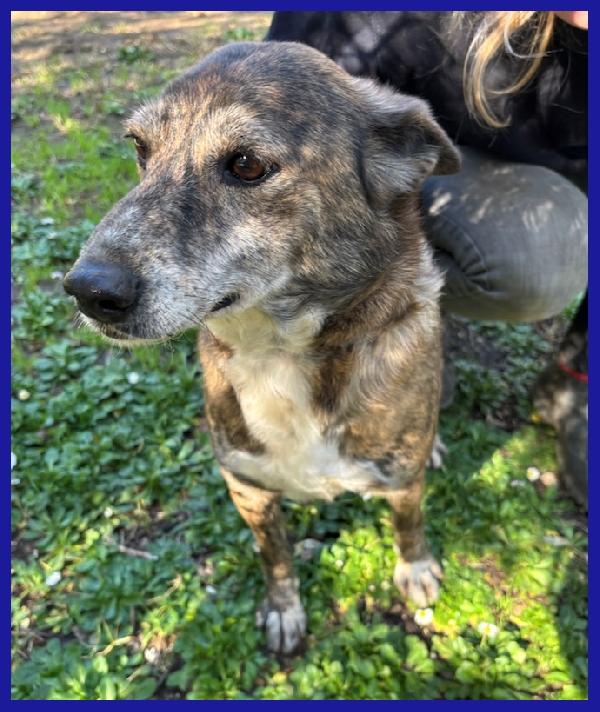 WILMA FLINSTONES, NONNINA TIGRATA RECUPERATA DA UN CANILE IN EMERGENZA! Foto 2